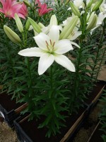 [4039 Arcachon No101.JPG]